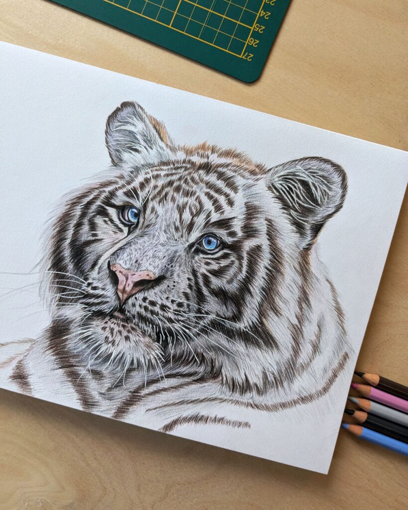 Colored pencil drawing of a white tiger by Kim Hartman from Kimhart Art.