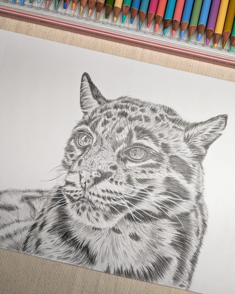 Dierportret van een nevelpanter in grafietpotlood. 