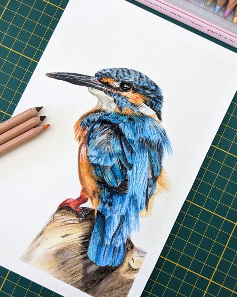 Traditional artwork of a kingfisher made with pastel pencils by Kim Hartman.